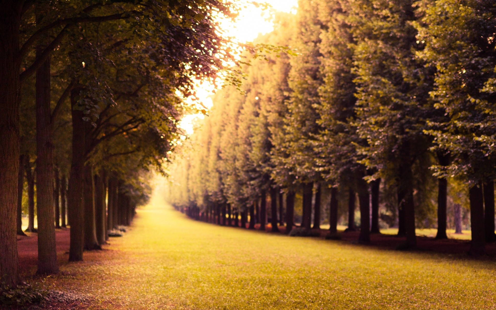 autumn tree fall wood landscape park dawn leaf light road fog guidance season sun fair weather nature alley mist avenue outdoors