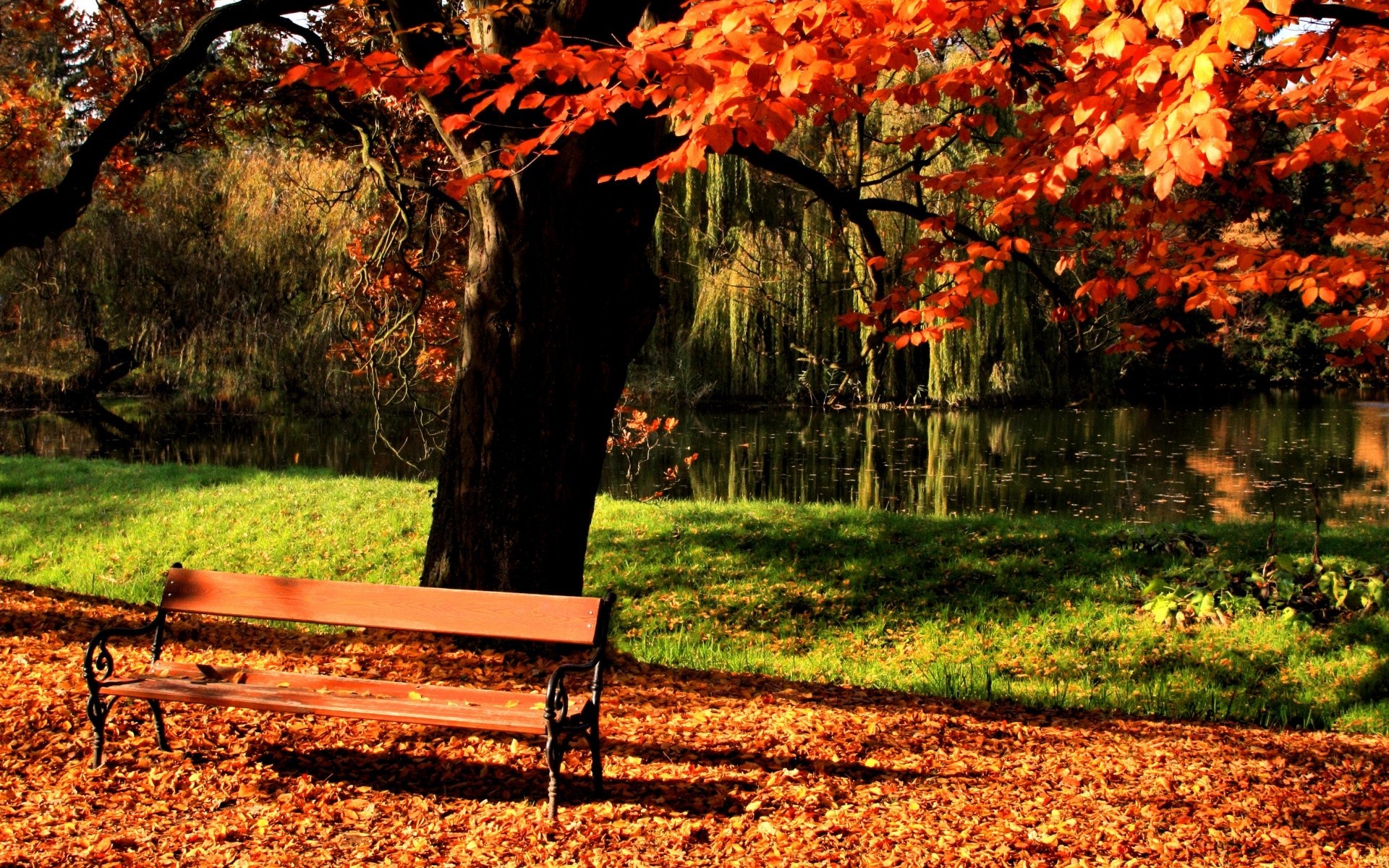 autumn fall leaf maple tree wood nature park bench season garden outdoors landscape grass lush gold color