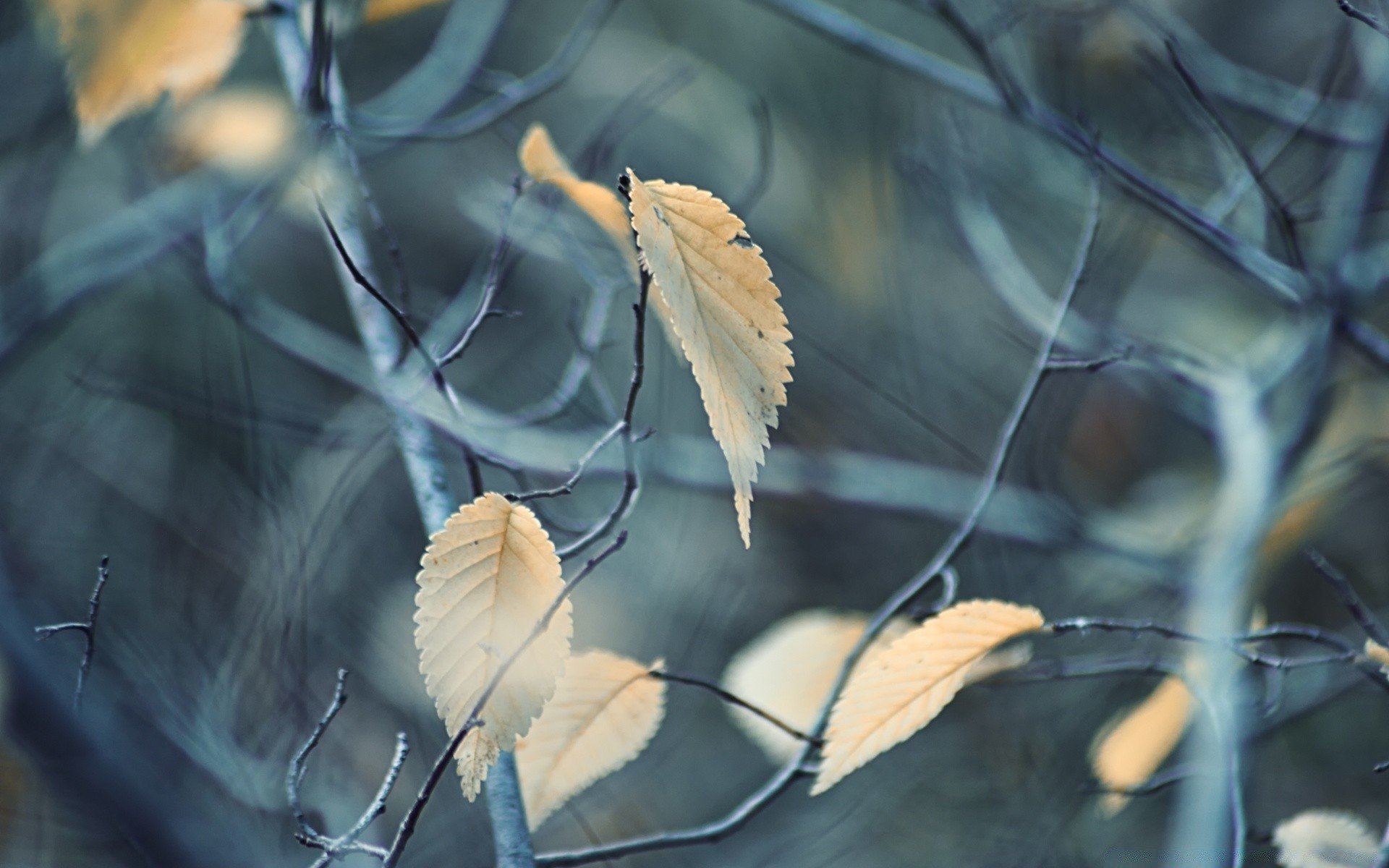 herbst natur blatt im freien unschärfe flora herbst holz farbe desktop holz