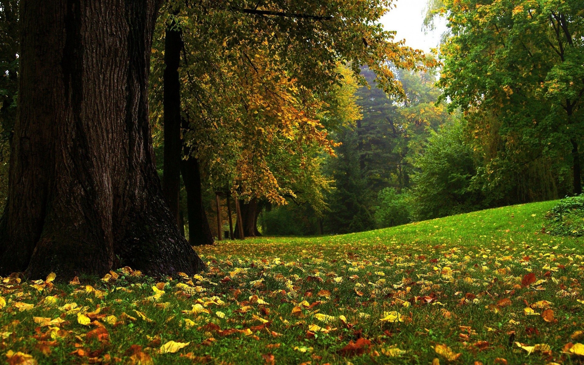 automne arbre feuille paysage bois parc nature automne à l extérieur scénique érable fleur saison environnement lumière du jour luxuriante