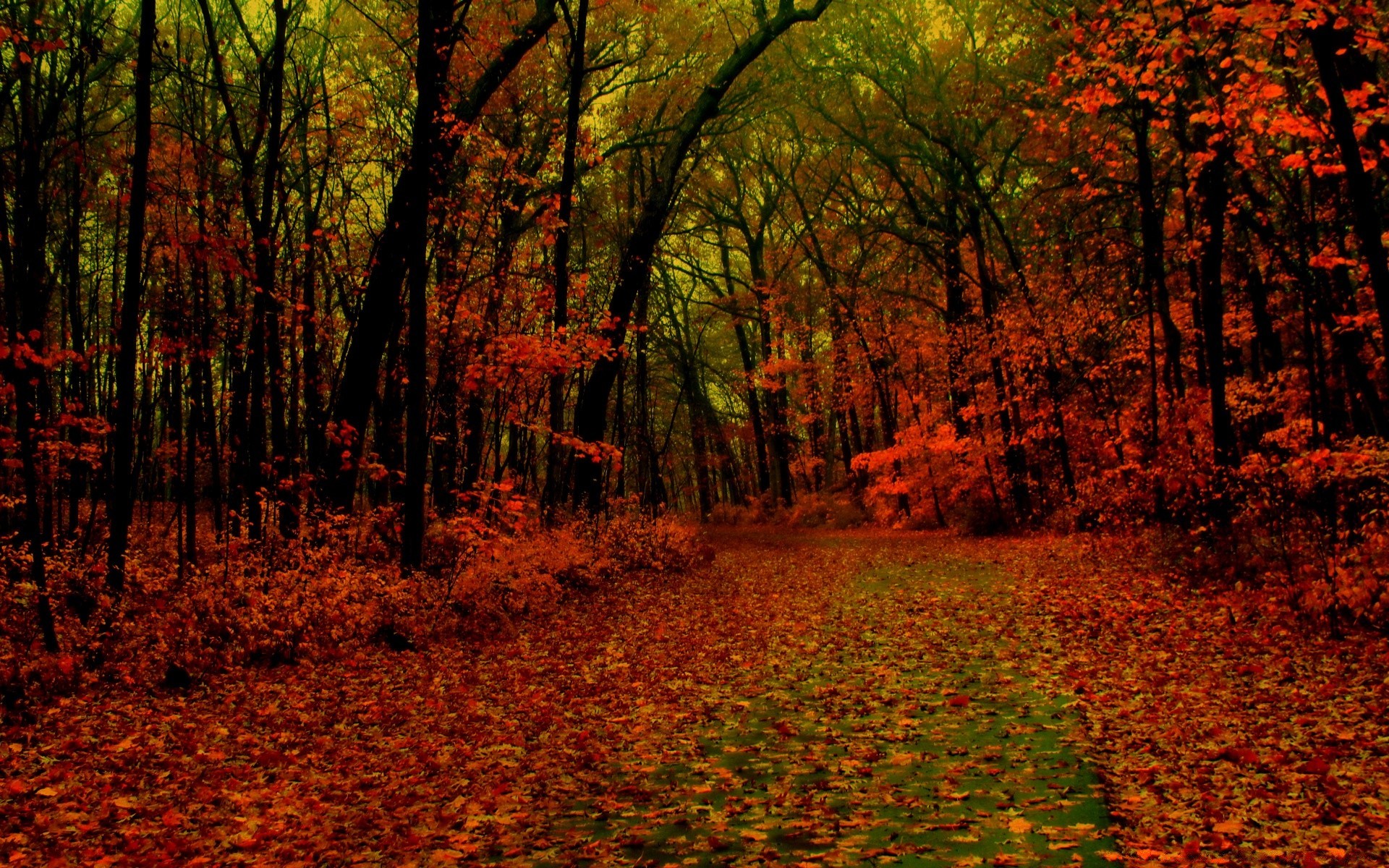 automne automne arbre paysage feuille parc bois érable scénique à l extérieur nature aube lumière du jour saison mercredi or