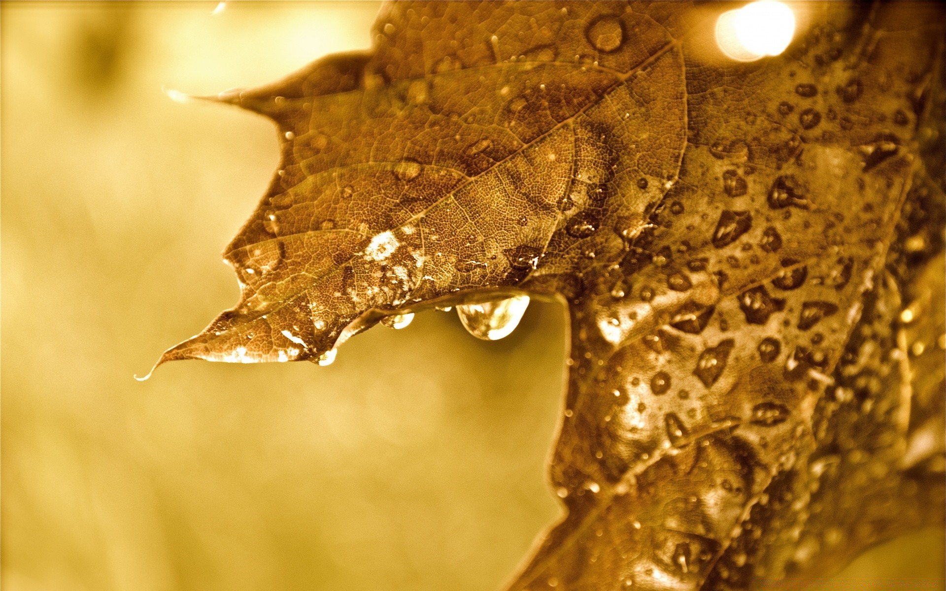 otoño naturaleza caída lluvia navidad primer plano oro agua brillo mojado invierno luz textura escritorio otoño