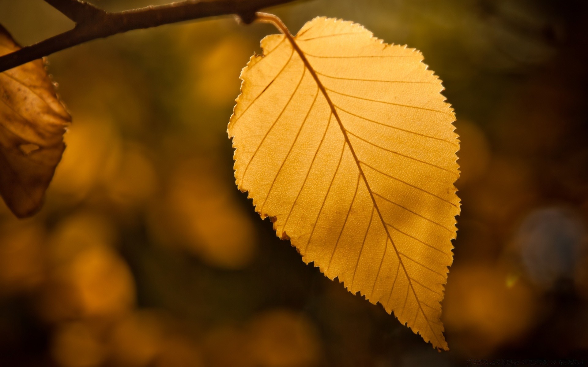 automne feuille automne nature bois à l extérieur arbre lumière croissance flore branche