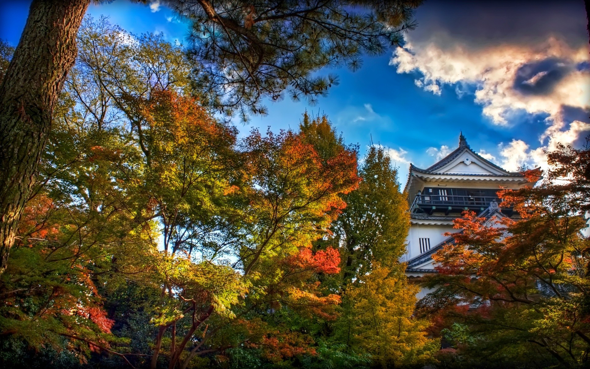 autumn fall tree landscape nature leaf park maple gold wood season outdoors scenic scenery sky sight