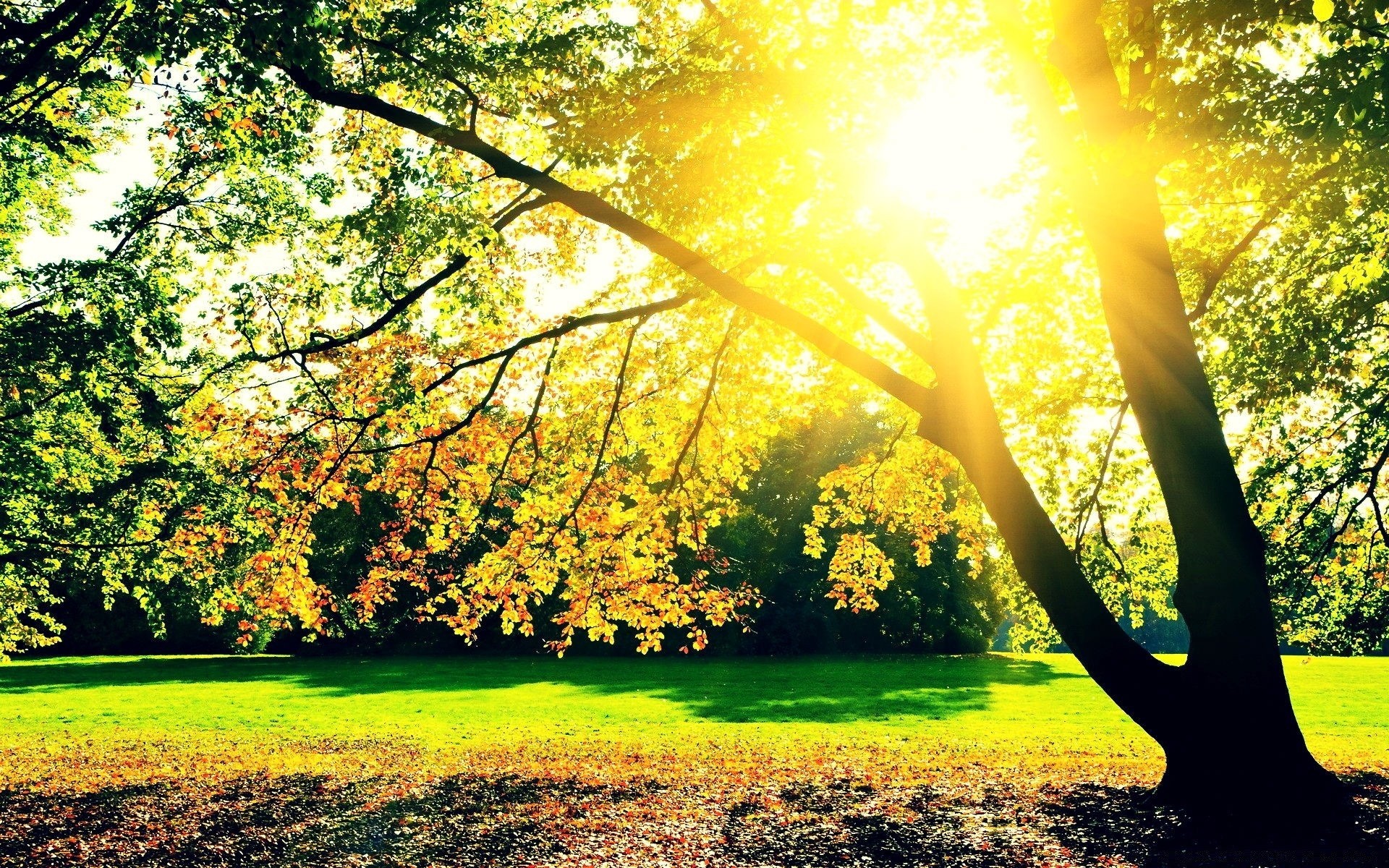 automne arbre bois nature feuille parc saison soleil beau temps paysage automne lumineux aube paysage herbe rural été campagne scénique à l extérieur scène