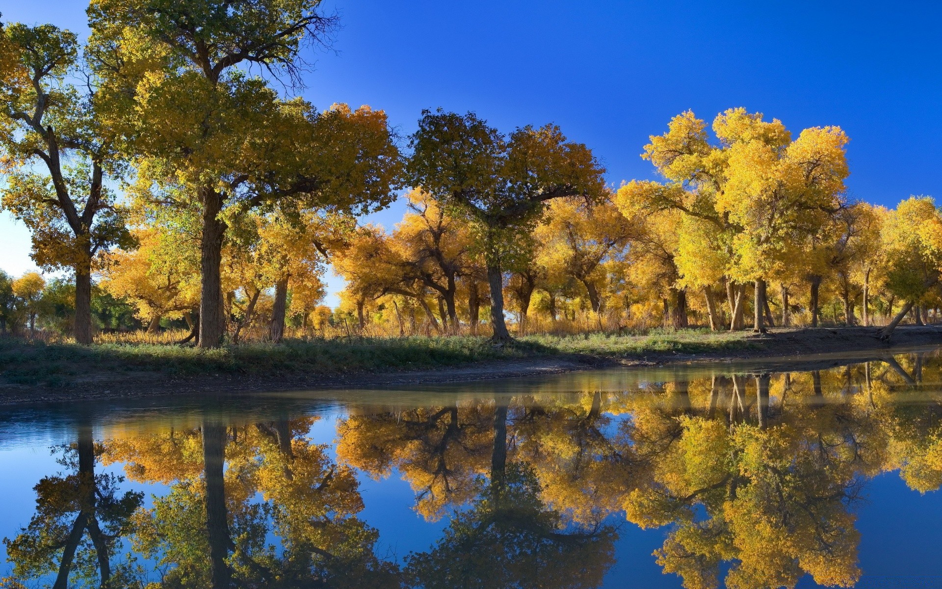 autumn tree reflection fall landscape nature lake park leaf season water wood scenic river pool sky scenery color environment bright scene