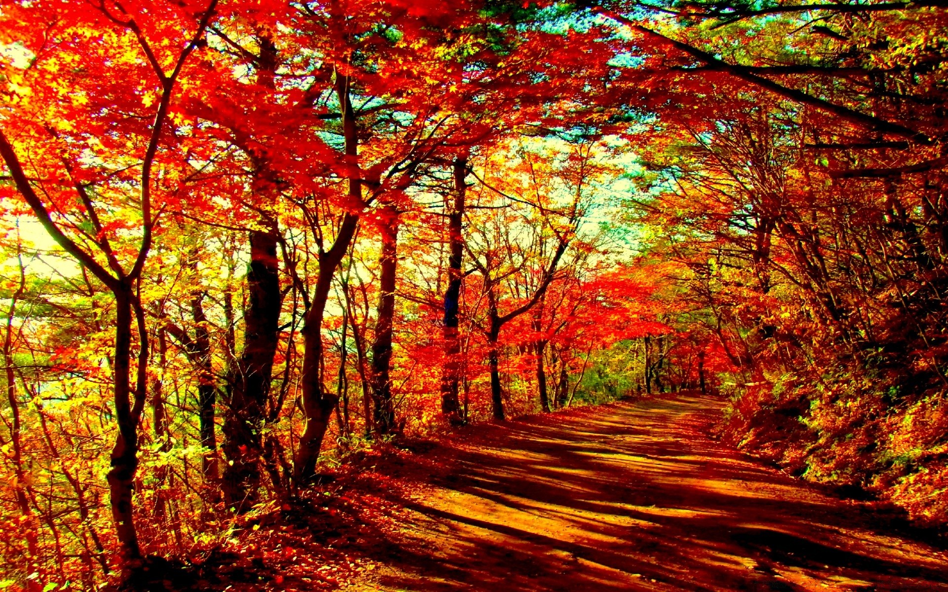 outono outono folha madeira bordo árvore natureza temporada paisagem parque paisagens cênica brilhante ao ar livre