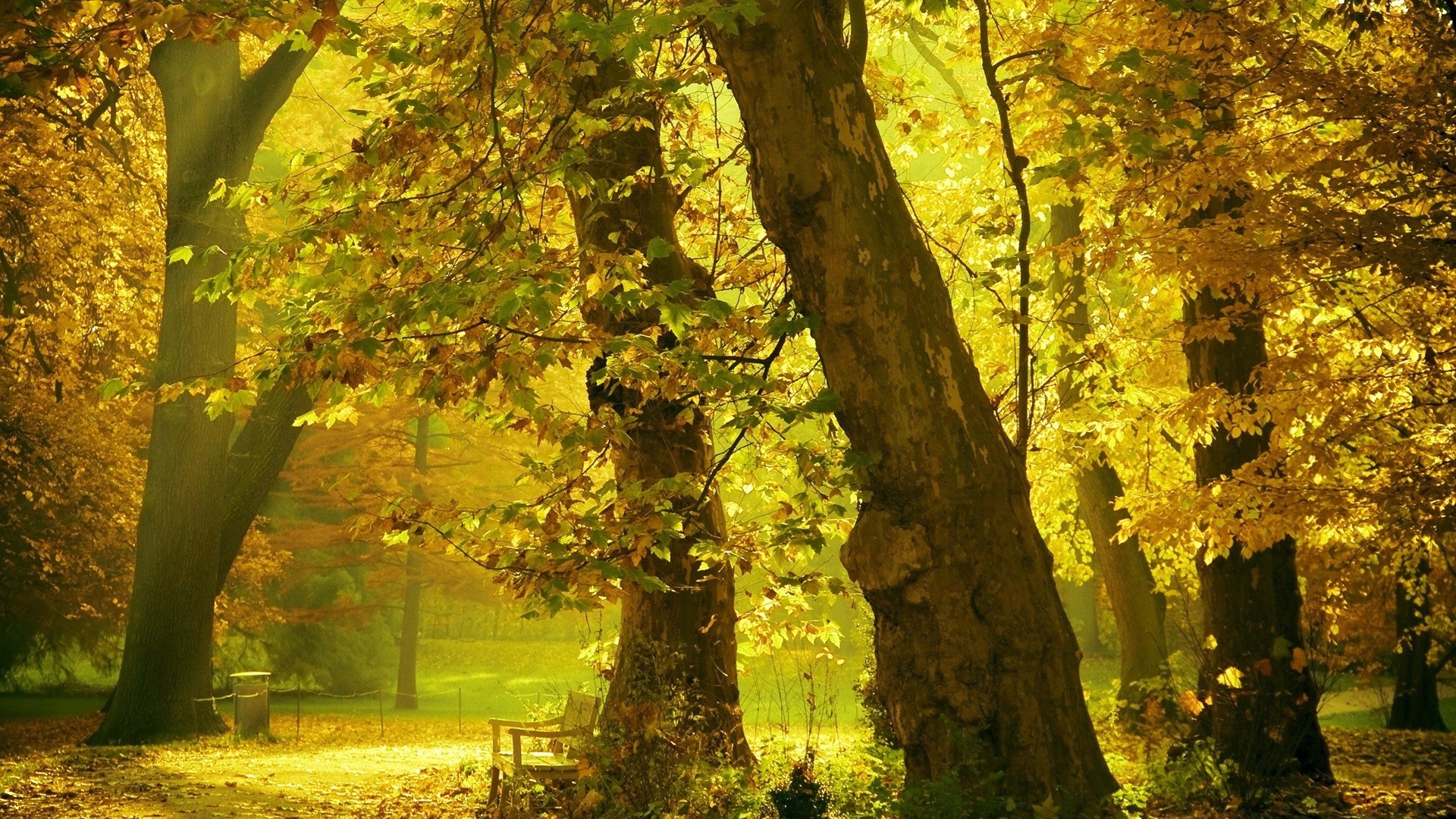 herbst herbst blatt holz holz natur im freien gutes wetter park landschaft üppig landschaftlich ahorn tageslicht dämmerung sonne hintergrundbeleuchtung hell jahreszeit nebel