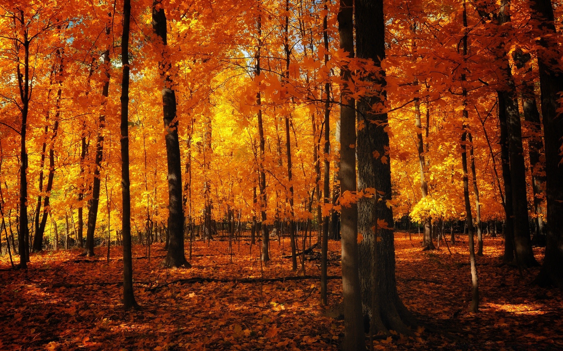 automne automne bois arbre feuille parc nature paysage aube à l extérieur scénique beau temps lumière