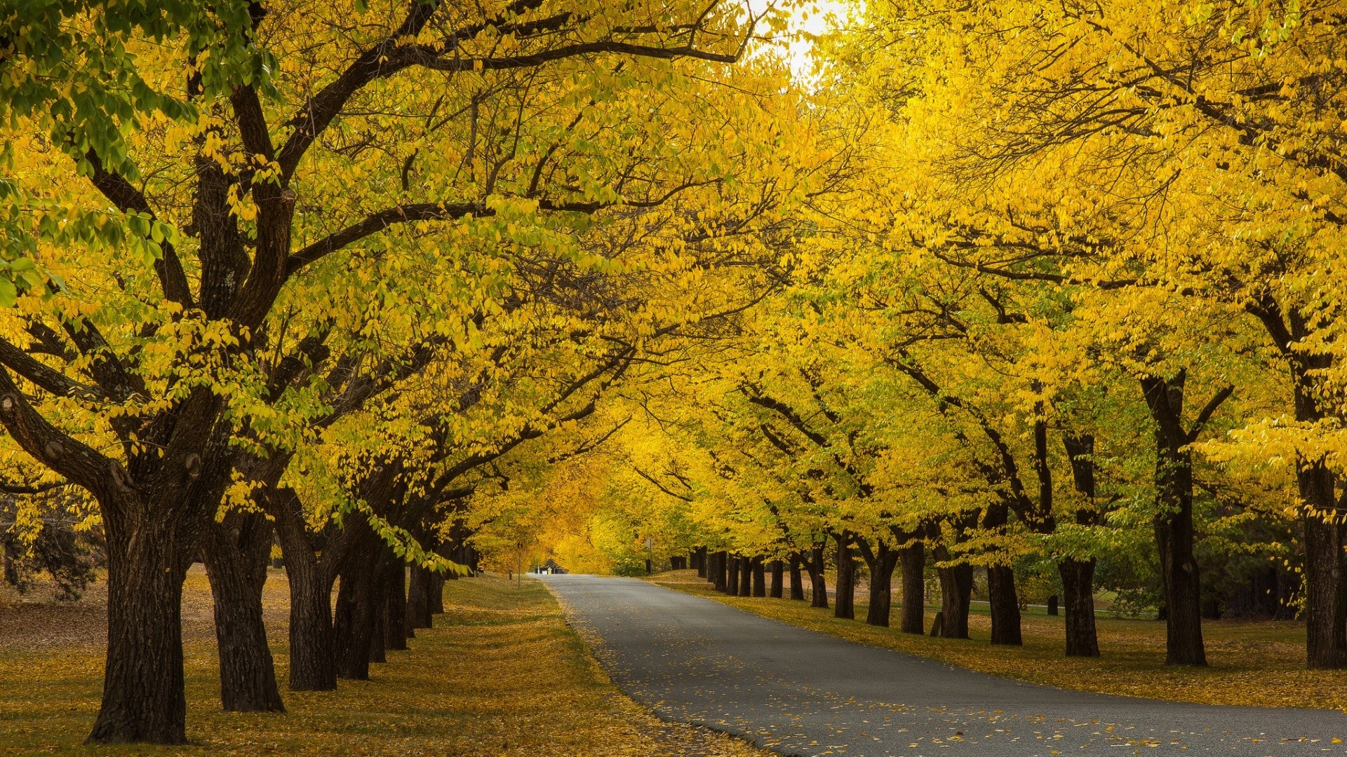 otoño otoño árbol madera paisaje carretera hoja parque arce escénico guía temporada rama naturaleza callejón al aire libre campo oro callejón paisaje