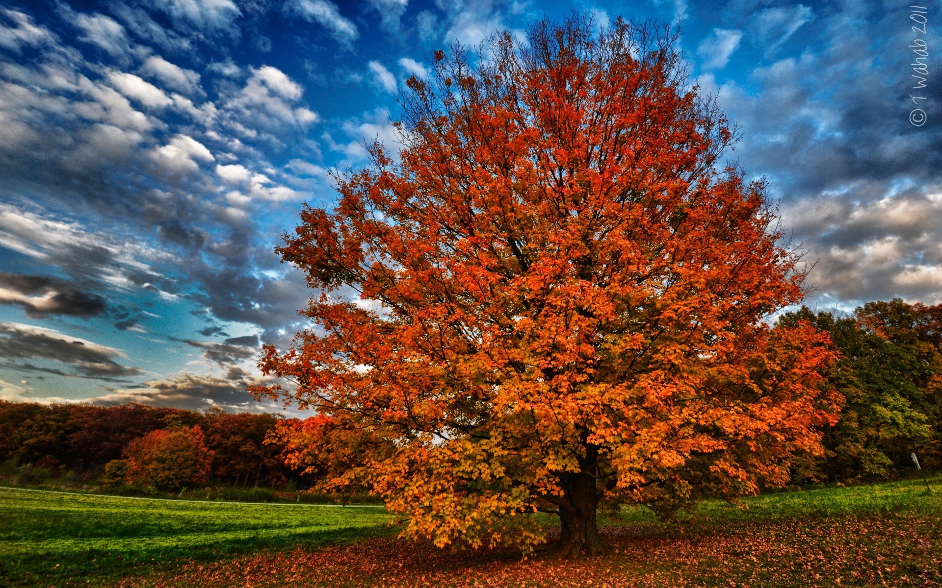 otoño otoño árbol paisaje hoja temporada naturaleza parque campo rural brillante madera escénico al aire libre escena sol buen tiempo arce color paisaje