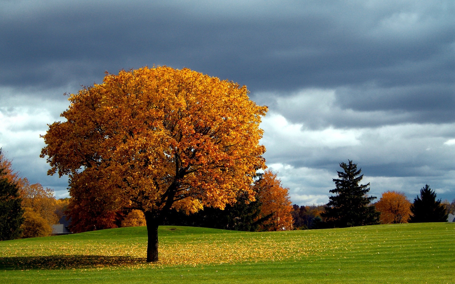 autumn tree fall landscape leaf grass nature countryside rural outdoors park bright fair weather dawn sun wood season scenic