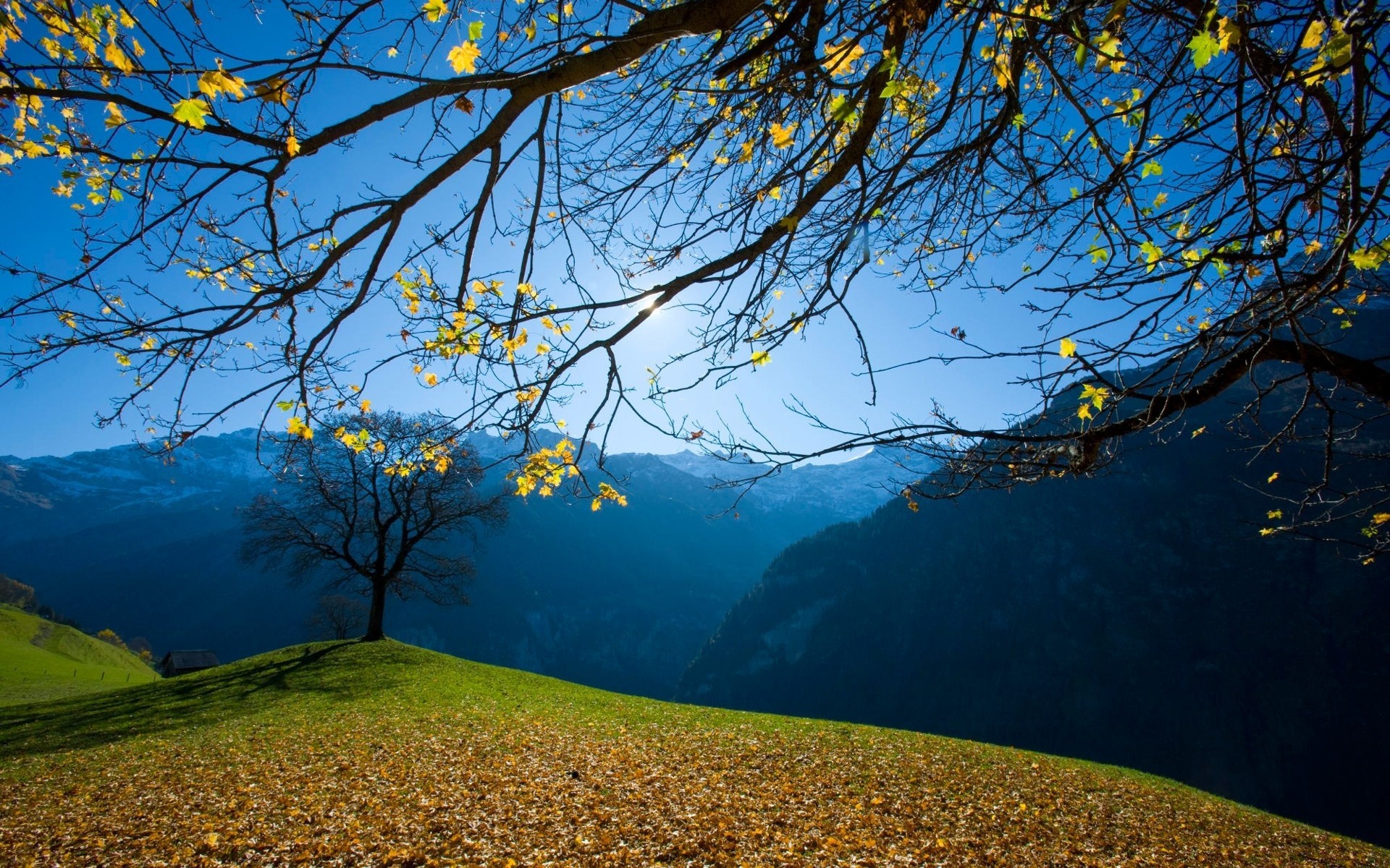 otoño árbol paisaje escénico naturaleza al aire libre agua cielo luz del día amanecer lago otoño rama viajes madera hoja buen tiempo temporada