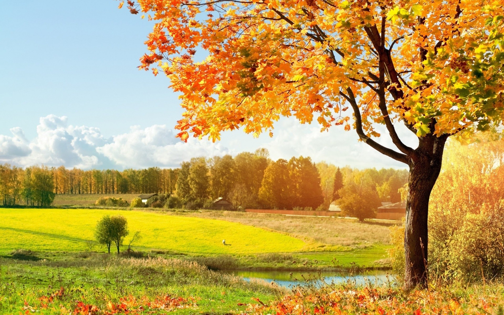 autumn fall tree leaf landscape nature scenic season rural outdoors wood countryside park scene fair weather scenery daylight maple bright grass