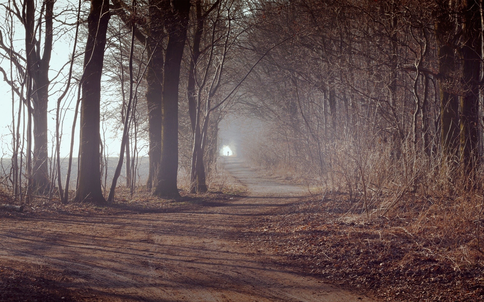 otoño árbol paisaje madera niebla naturaleza otoño amanecer luz parque medio ambiente invierno niebla carretera al aire libre tiempo buen tiempo