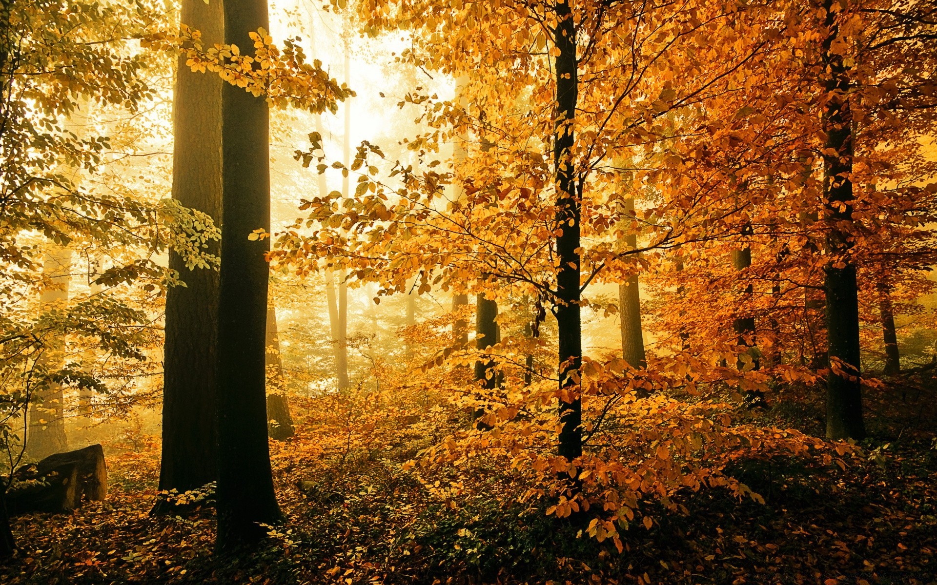 autumn fall leaf tree wood park dawn landscape nature fog mist light outdoors