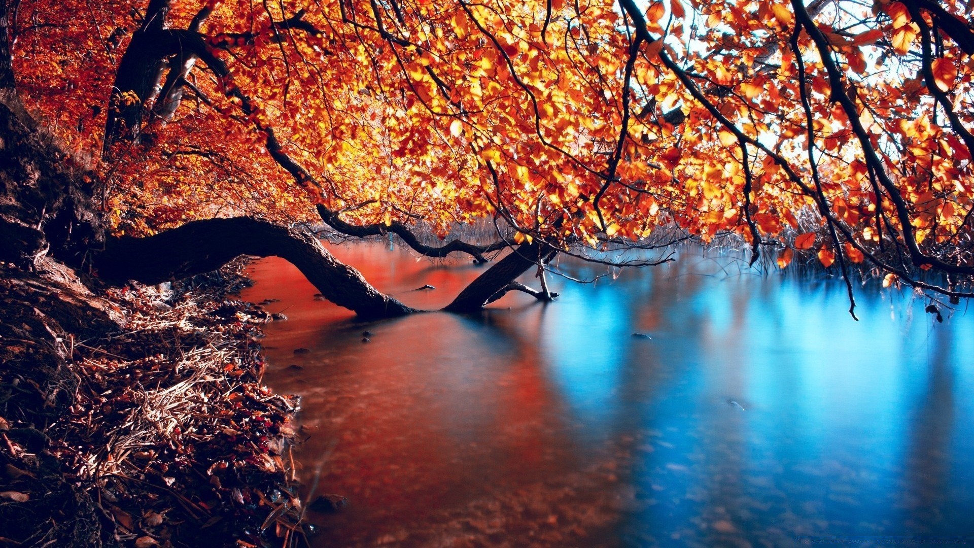 autumn fall tree leaf water nature season wood outdoors landscape reflection light evening scenic dawn travel maple