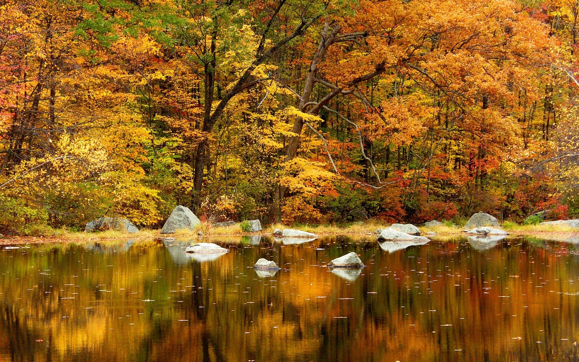 autumn fall leaf wood nature tree water landscape lake maple outdoors scenic river season reflection park scenery environment