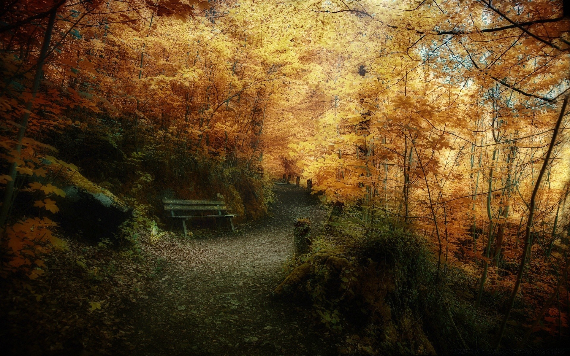 jesień jesień drzewo krajobraz drewno światło natura park