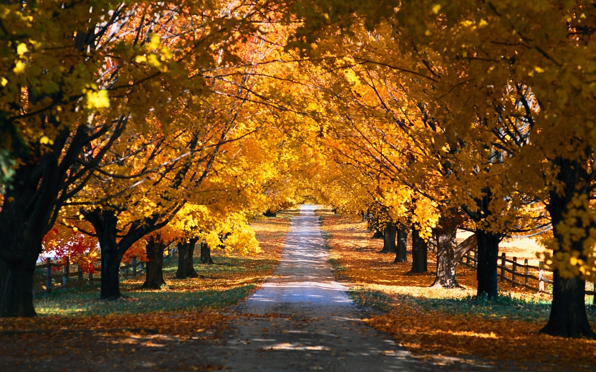 autumn fall tree leaf landscape park road maple scenic guidance alley season wood branch gold outdoors avenue nature footpath dawn