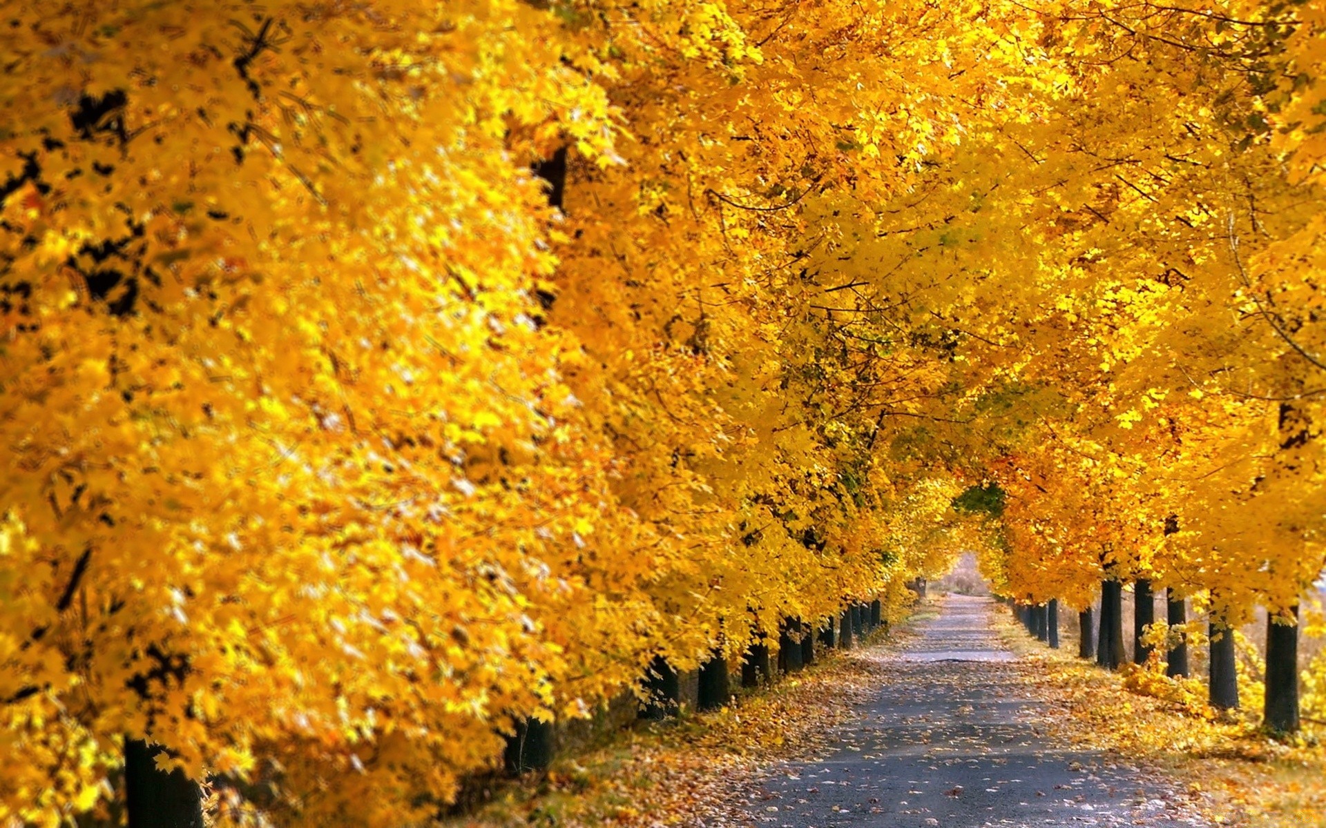 otoño otoño hoja arce temporada árbol naturaleza oro madera parque al aire libre carretera paisaje guía brillante