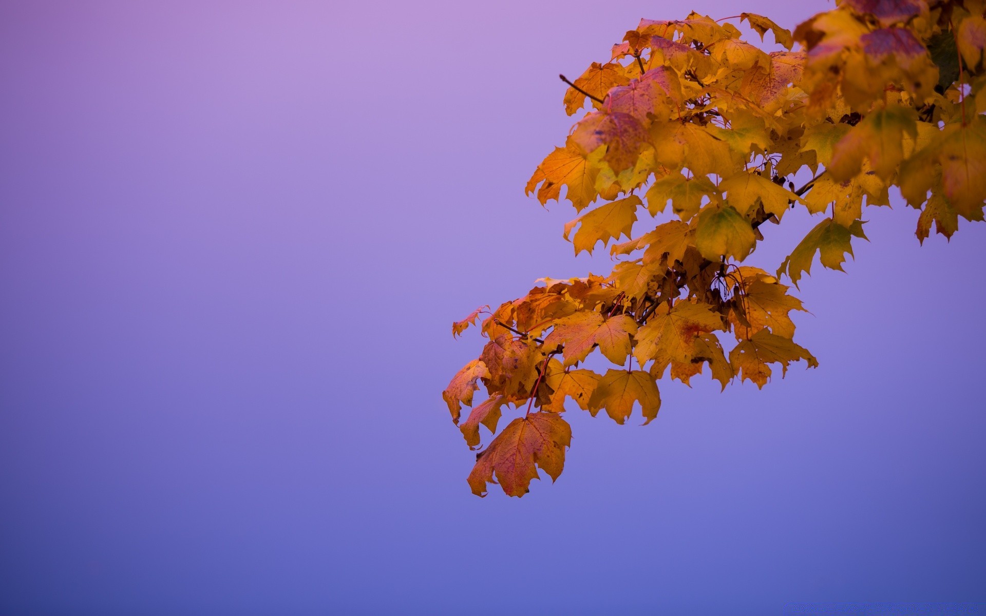 autunno autunno foglia natura luminoso all aperto albero bel tempo colore