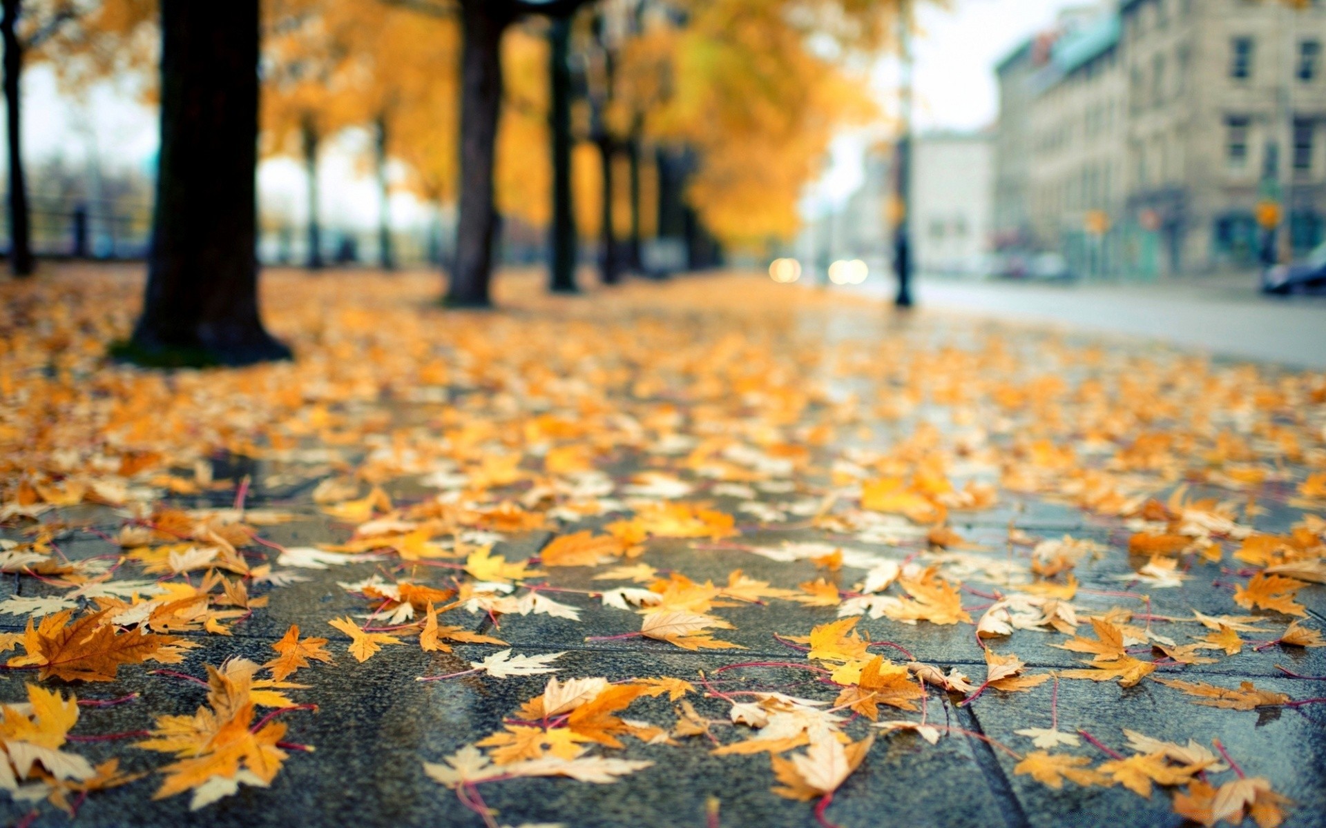 autumn fall leaf maple outdoors nature tree wood park season change daylight ground fair weather environment gold