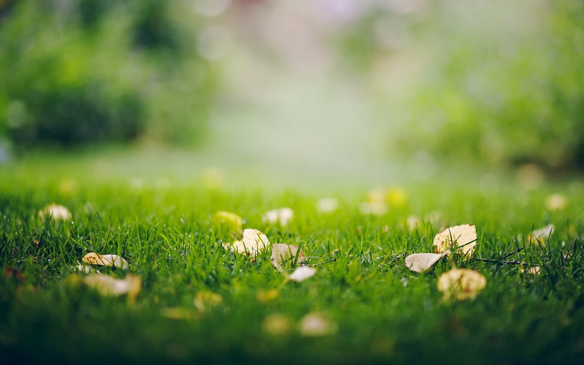 autumn grass hayfield field summer nature growth lawn flora pasture sun leaf rural fair weather garden grassland season country outdoors