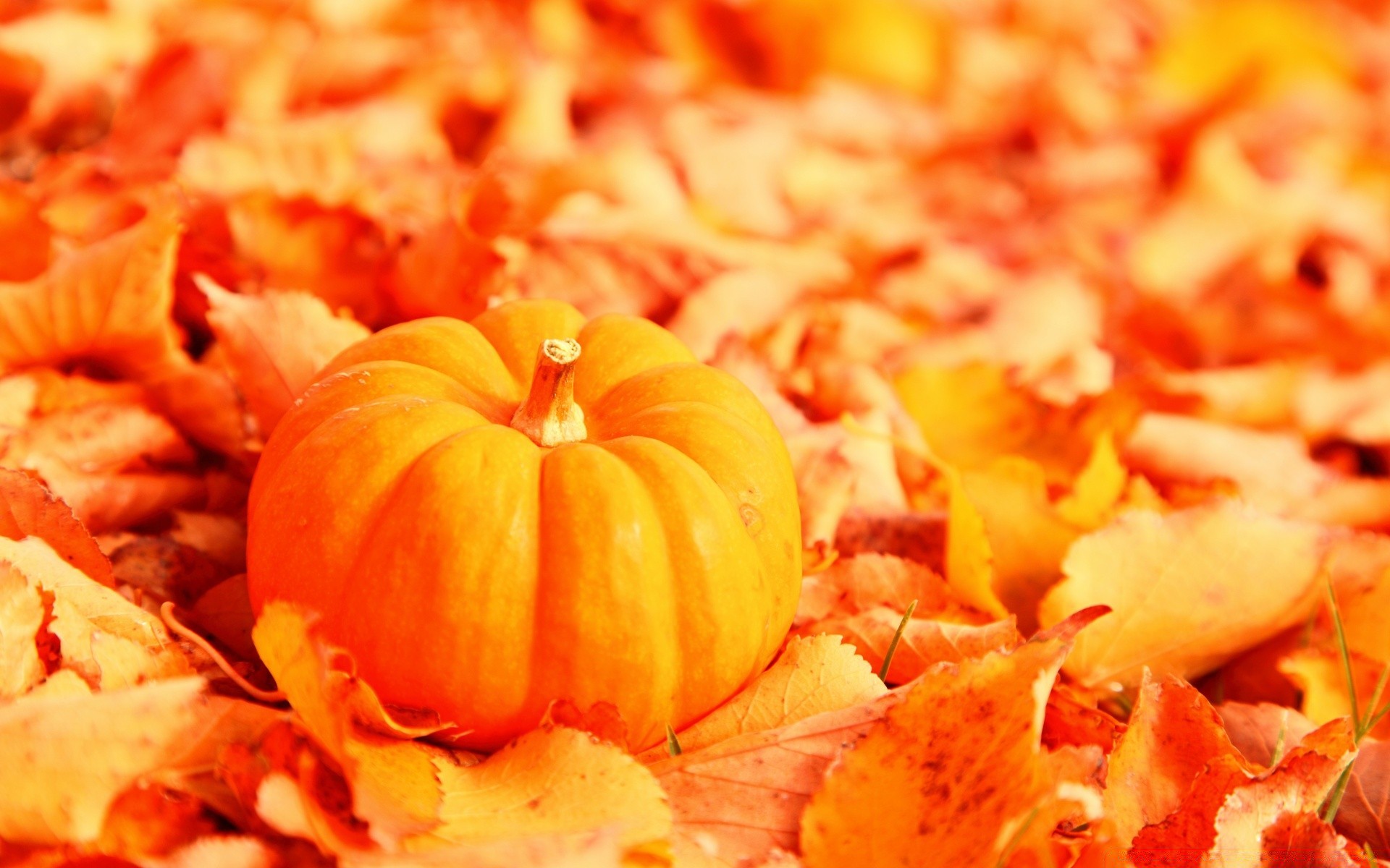 autumn fall food delicious pumpkin