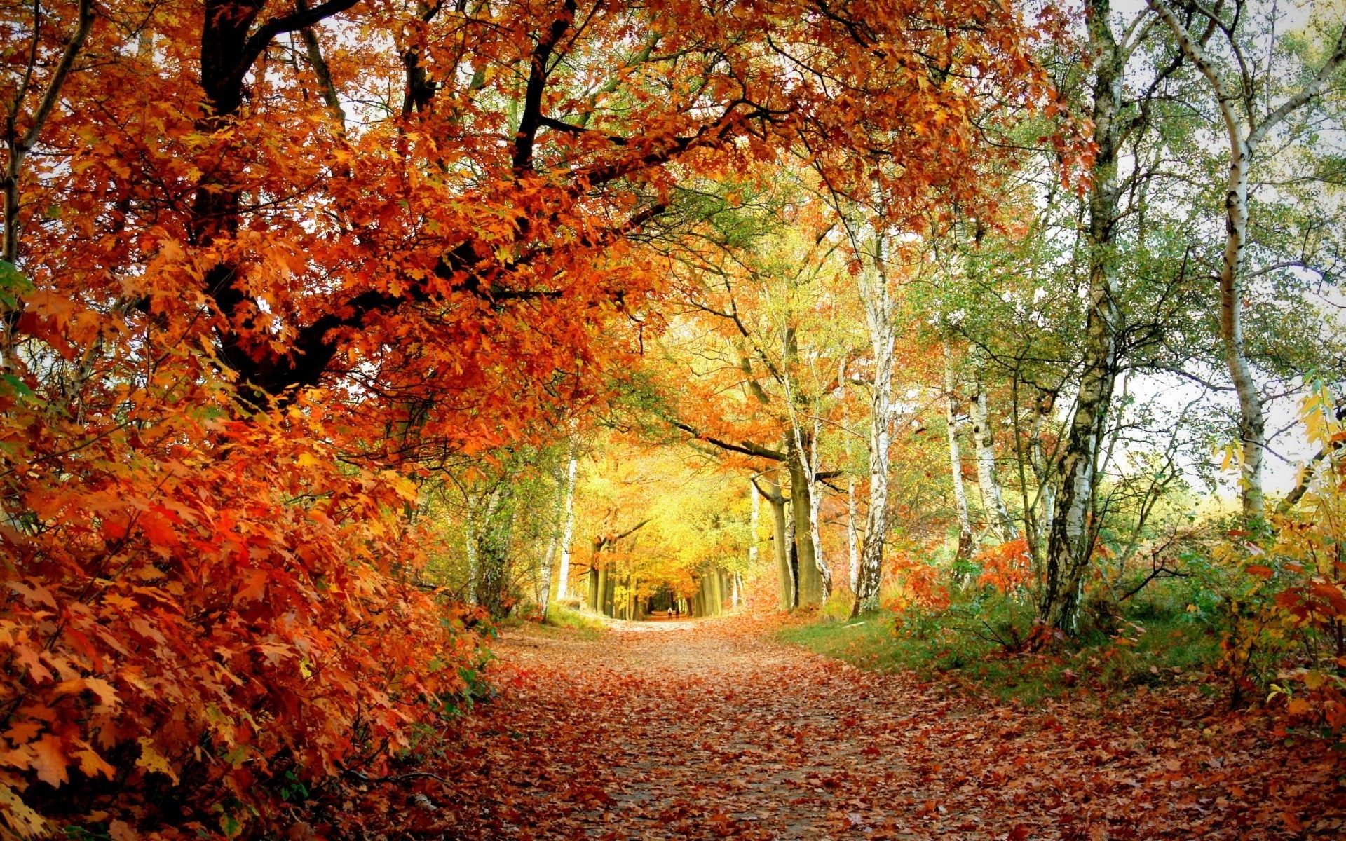 otoño otoño hoja árbol arce naturaleza temporada madera parque paisaje al aire libre brillante escénico buen tiempo medio ambiente paisaje rama exuberante oro amanecer