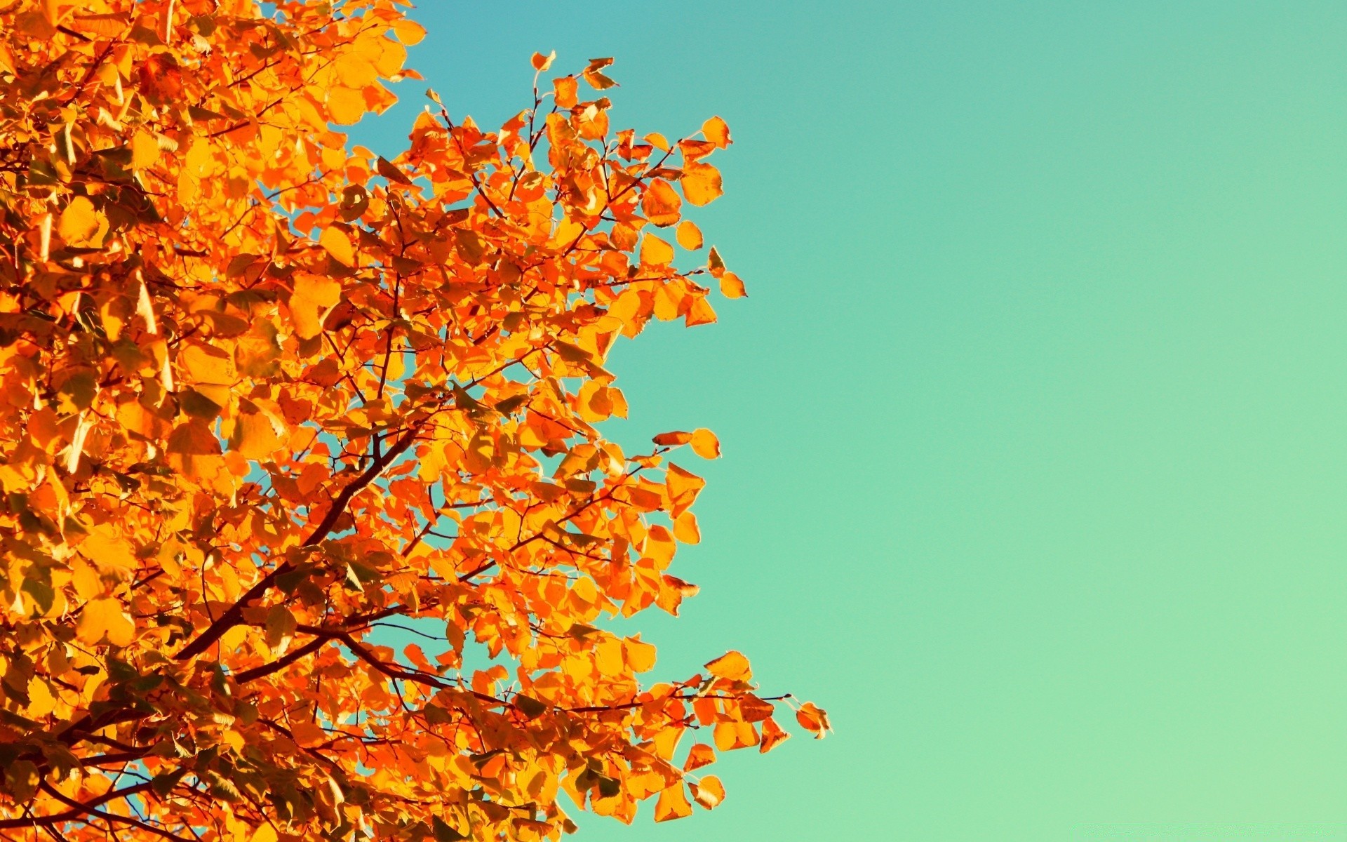 herbst blatt herbst natur baum saison hell desktop flora im freien farbe filiale