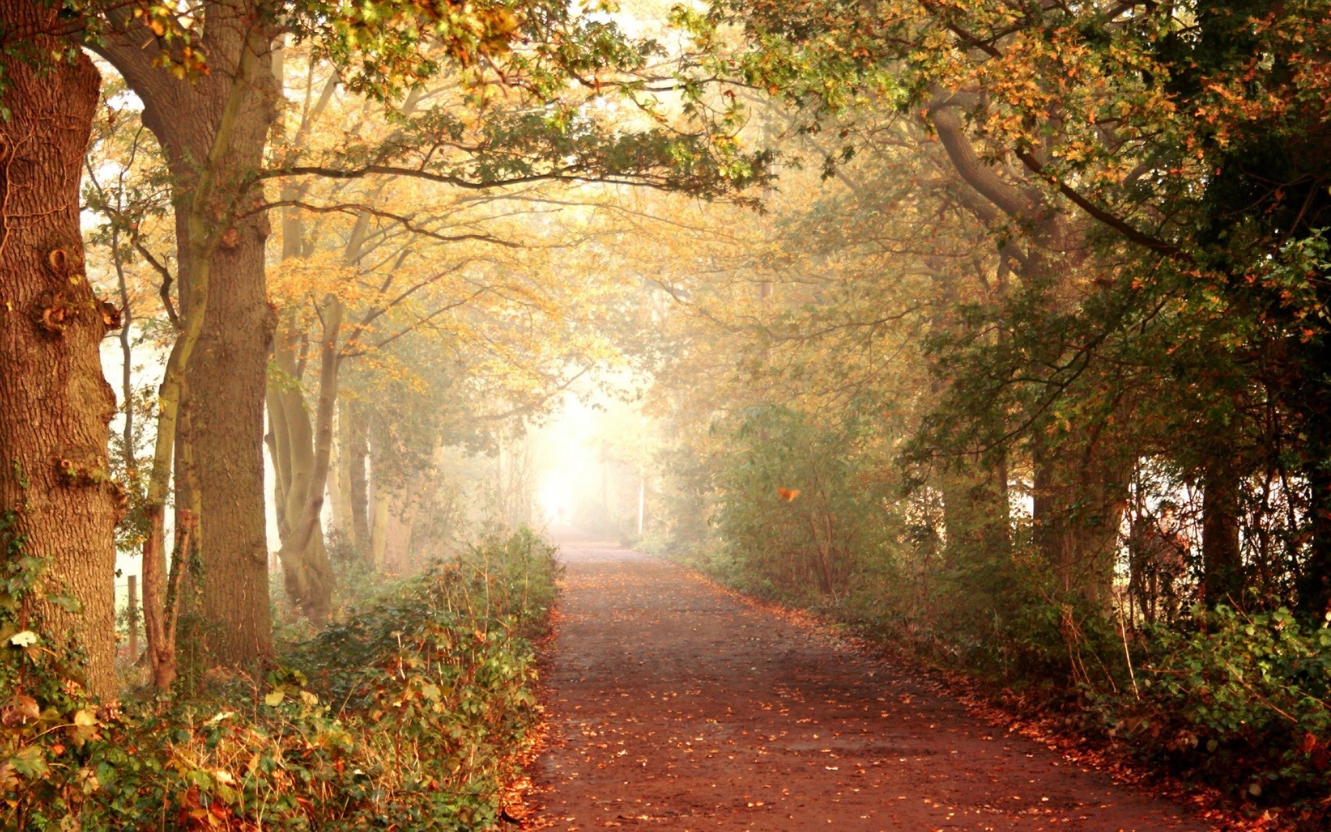 autumn fall tree leaf wood landscape road nature park outdoors guidance alley mist fog branch footpath countryside dawn season environment