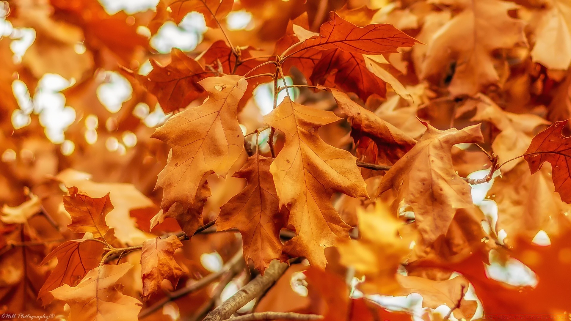 automne automne saison feuille or nature érable arbre couleur bureau lumineux décoration noël hiver lumière belle