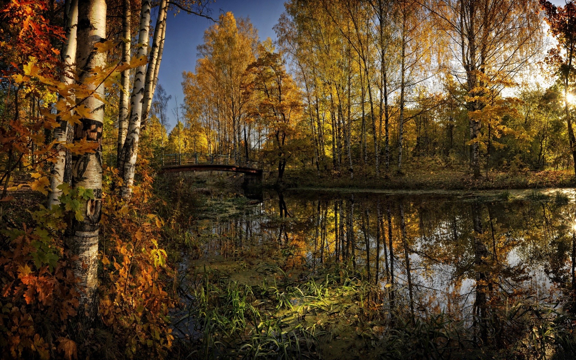 autumn fall leaf wood tree nature landscape season park outdoors maple water scenic reflection gold environment fair weather river branch lake