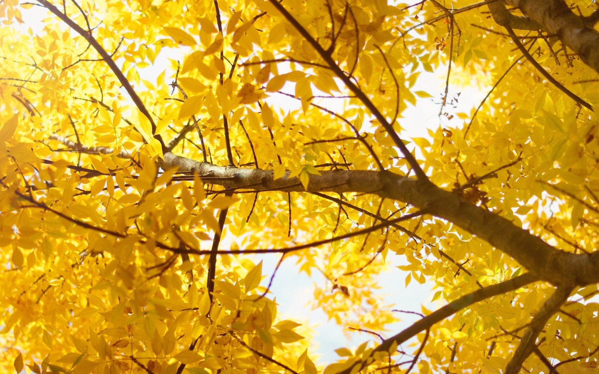 automne automne saison feuille arbre or branche parc nature érable lumineux paysage couleur bois flore ensoleillé beau temps environnement soleil lumineux bureau