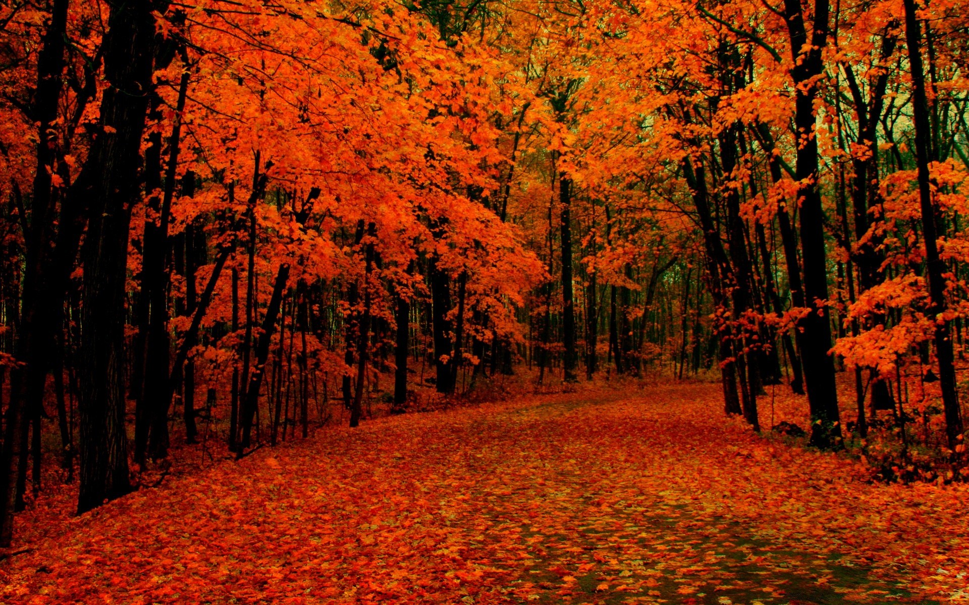 automne automne feuille érable arbre paysage bois parc scénique nature saison or à l extérieur environnement lumière du jour