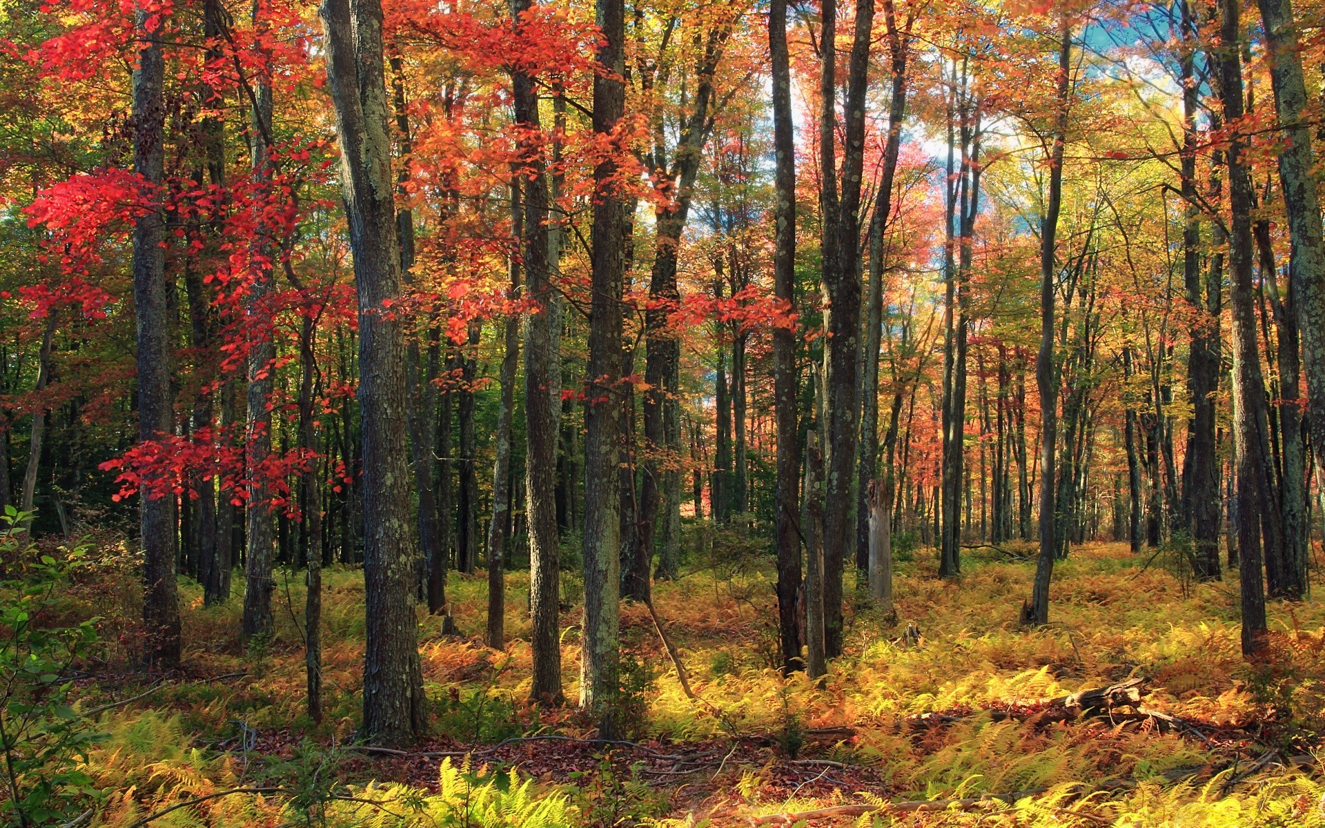 autumn fall tree wood leaf landscape nature park maple season scenic environment scenery fair weather outdoors lush bright gold dawn branch