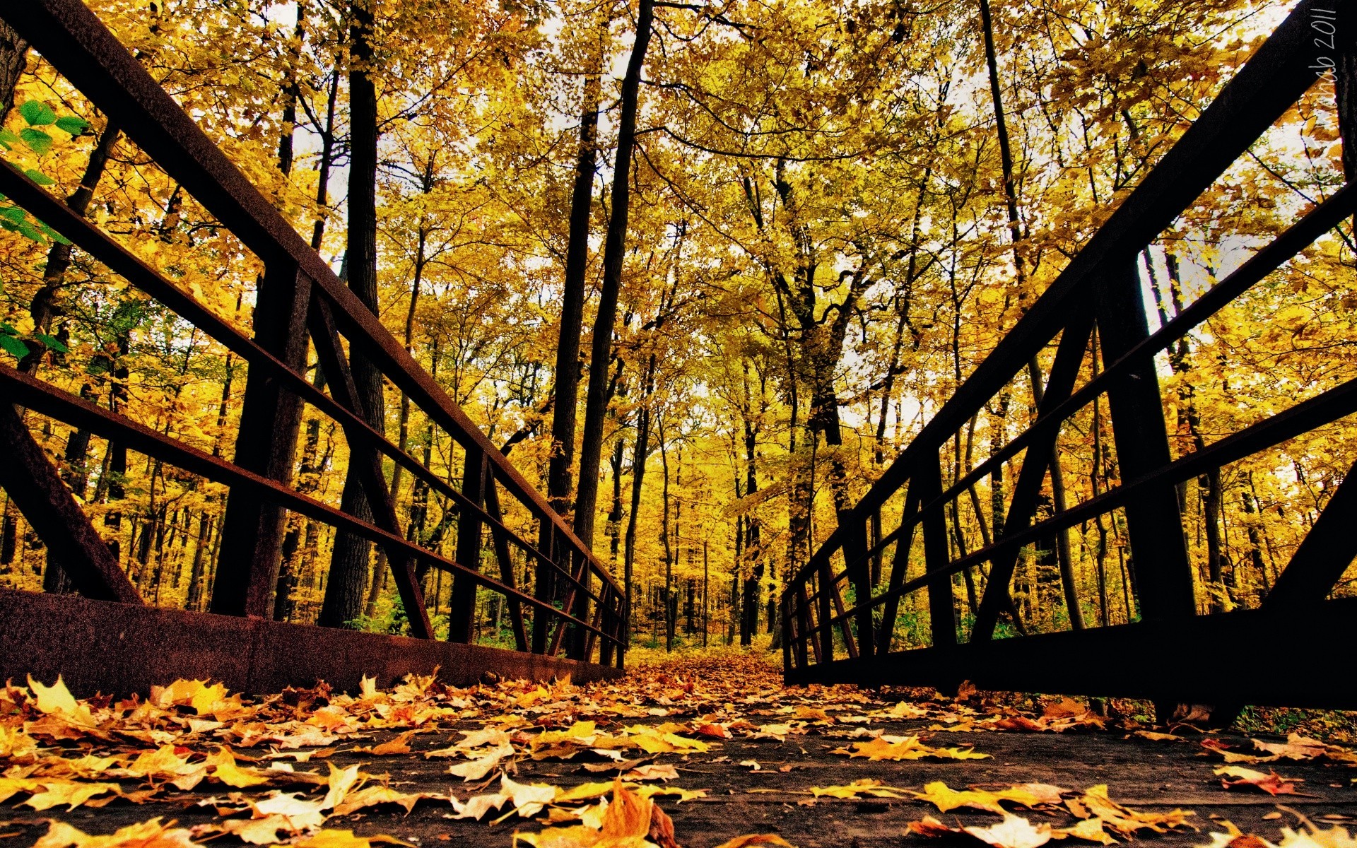 automne automne bois feuille arbre nature paysage parc saison lumière à l extérieur pont environnement couleur