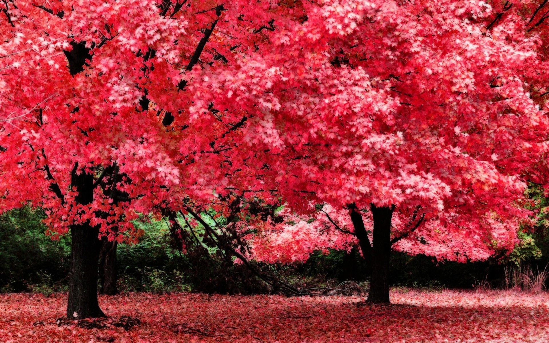 herbst natur baum blatt im freien saison park flora herbst garten zweig blume landschaft wachstum hell farbe gutes wetter