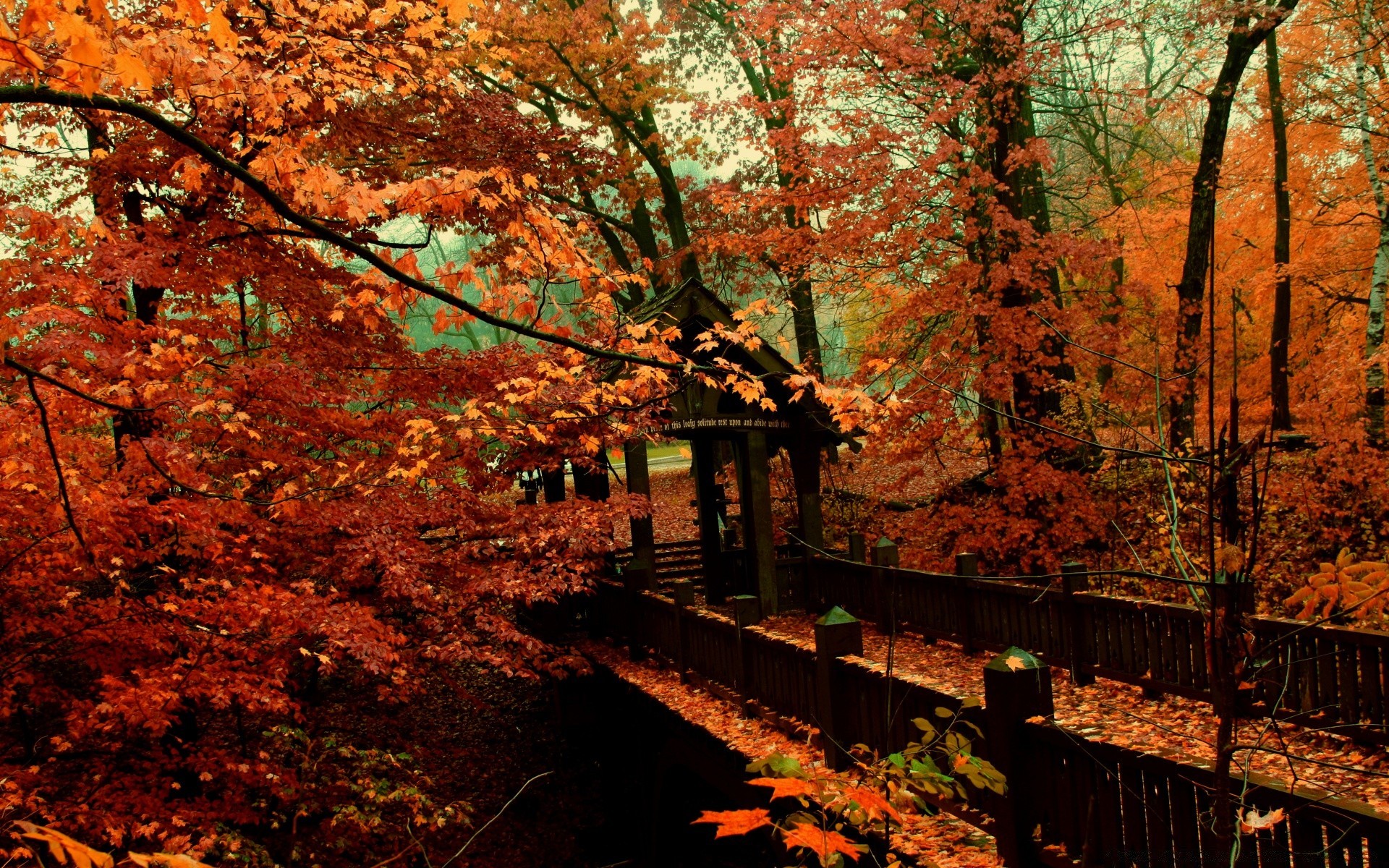 otoño otoño hoja árbol madera arce al aire libre naturaleza paisaje parque escénico temporada