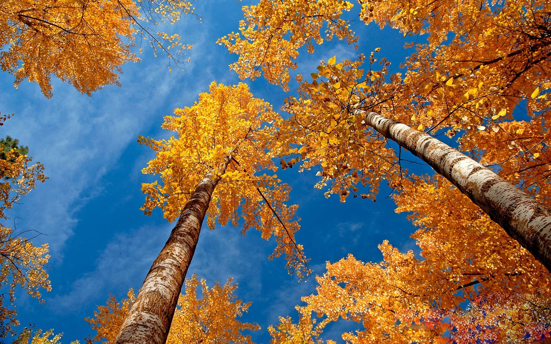 autunno autunno foglia albero di legno maple stagione natura oro ramo di colore parco paesaggio all aperto vivid cambiamento flora bel tempo ambiente