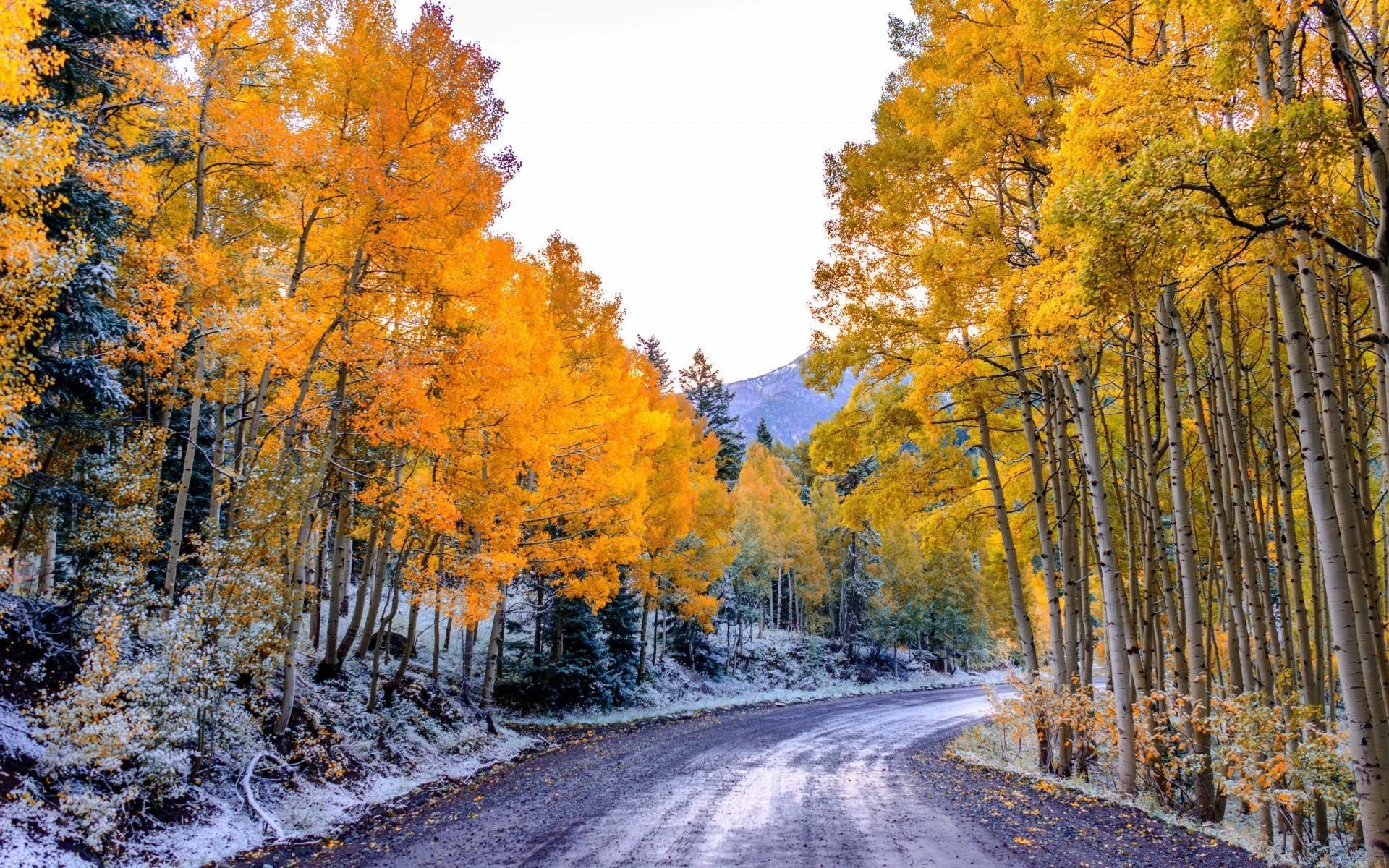 autumn fall wood tree season leaf landscape park nature road scenic outdoors scene scenery gold fair weather maple branch guidance bright change