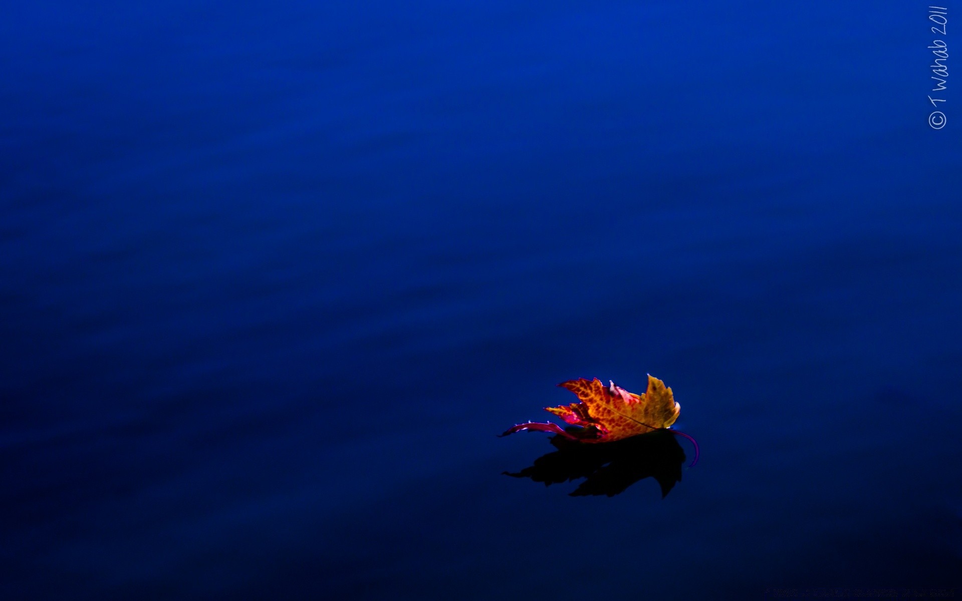 otoño agua océano luna submarino noche oscuro mar al aire libre luz naturaleza