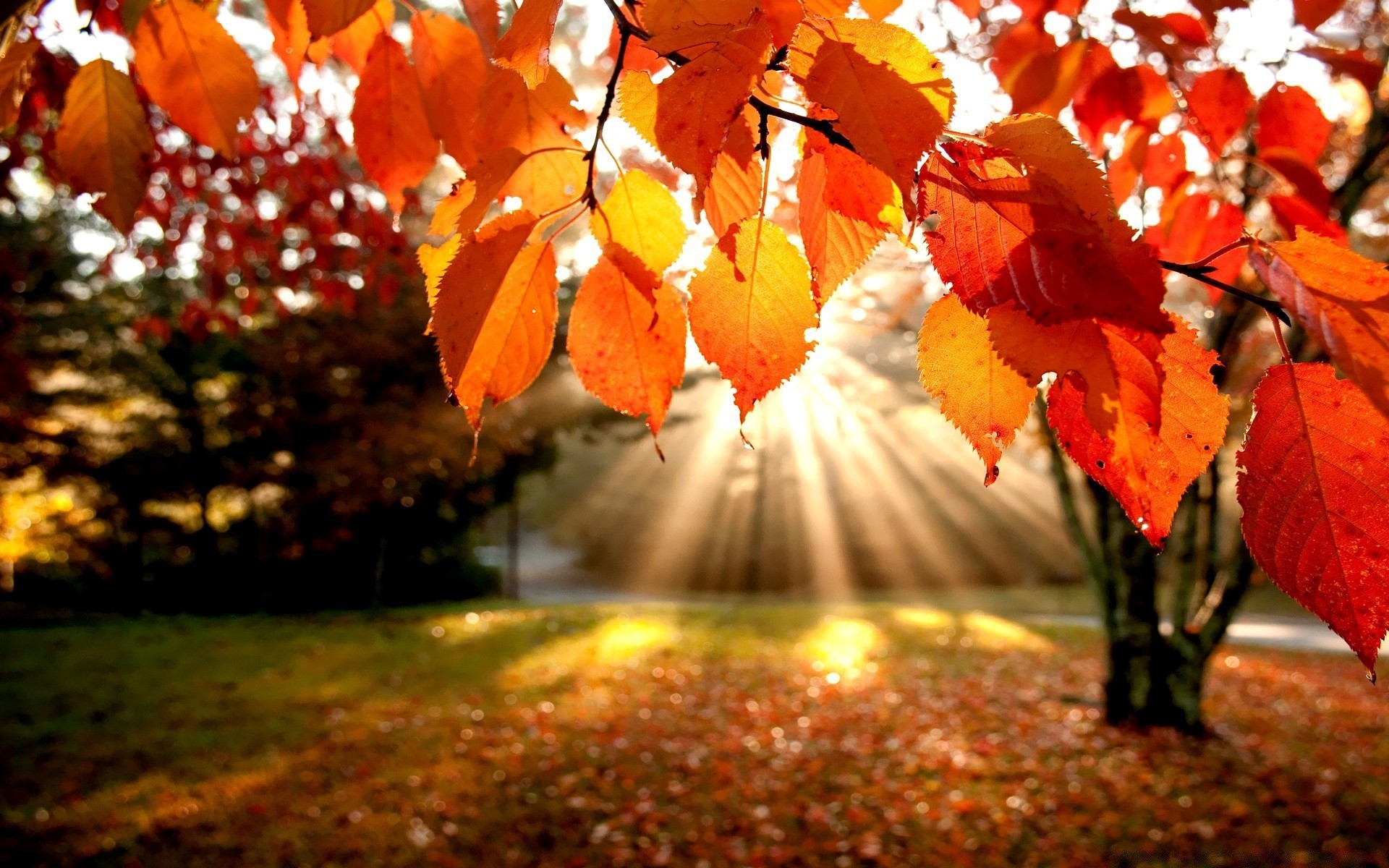 autumn fall leaf maple tree season nature outdoors gold park wood garden bright flora color branch change lush light fair weather