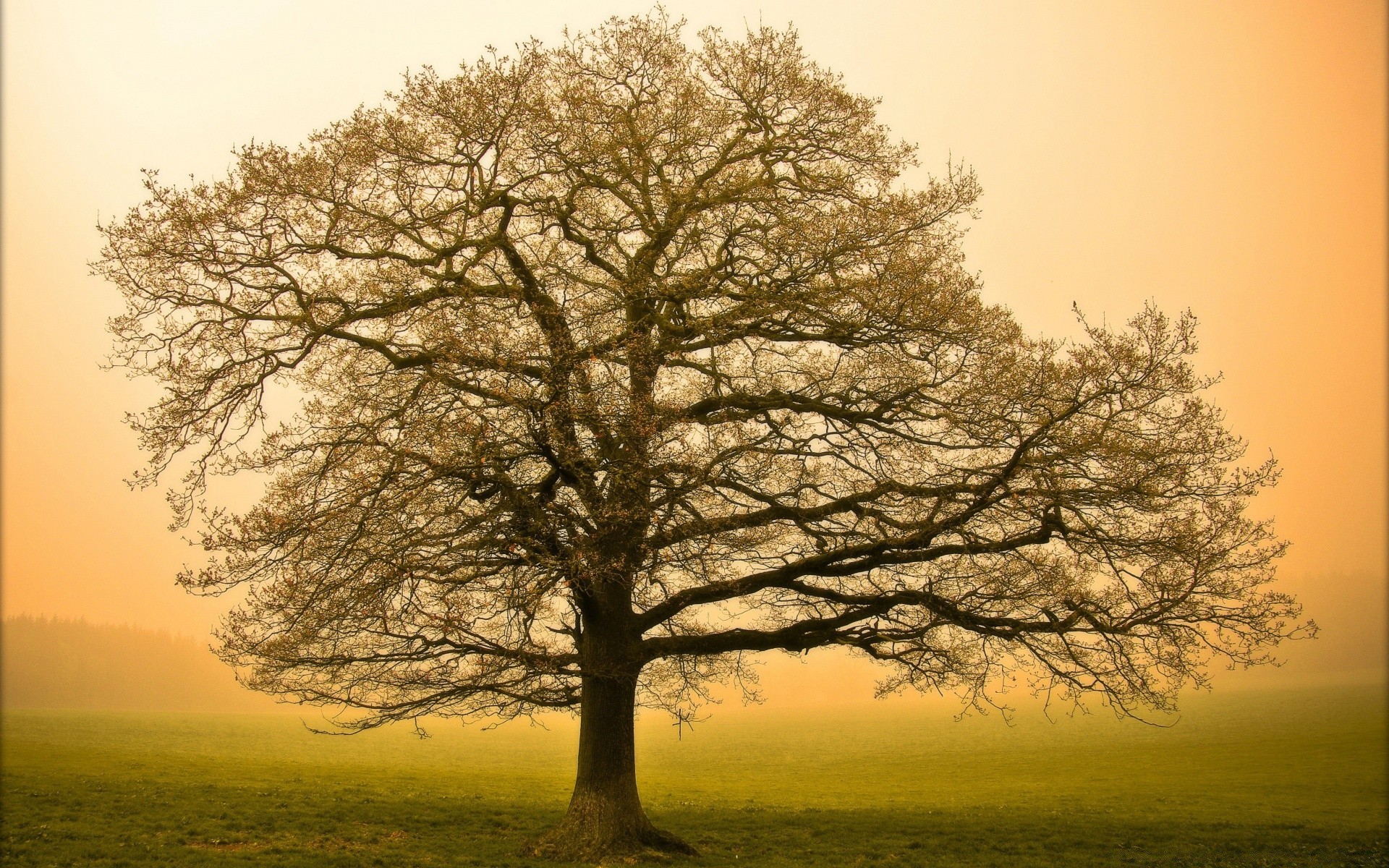 autunno albero paesaggio alba natura sole legno campagna singolo bel tempo rurale autunno tramonto nebbia quercia ramo cielo nebbia scenic foglia