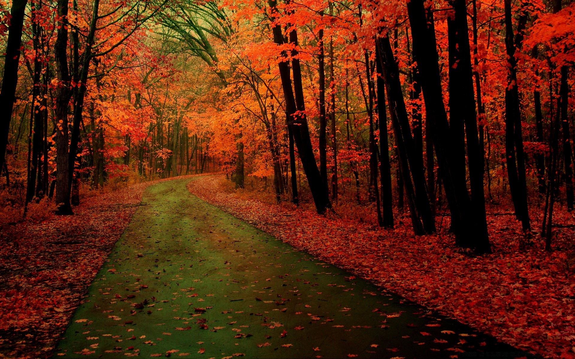 autumn fall wood tree leaf landscape park nature road outdoors dawn guidance