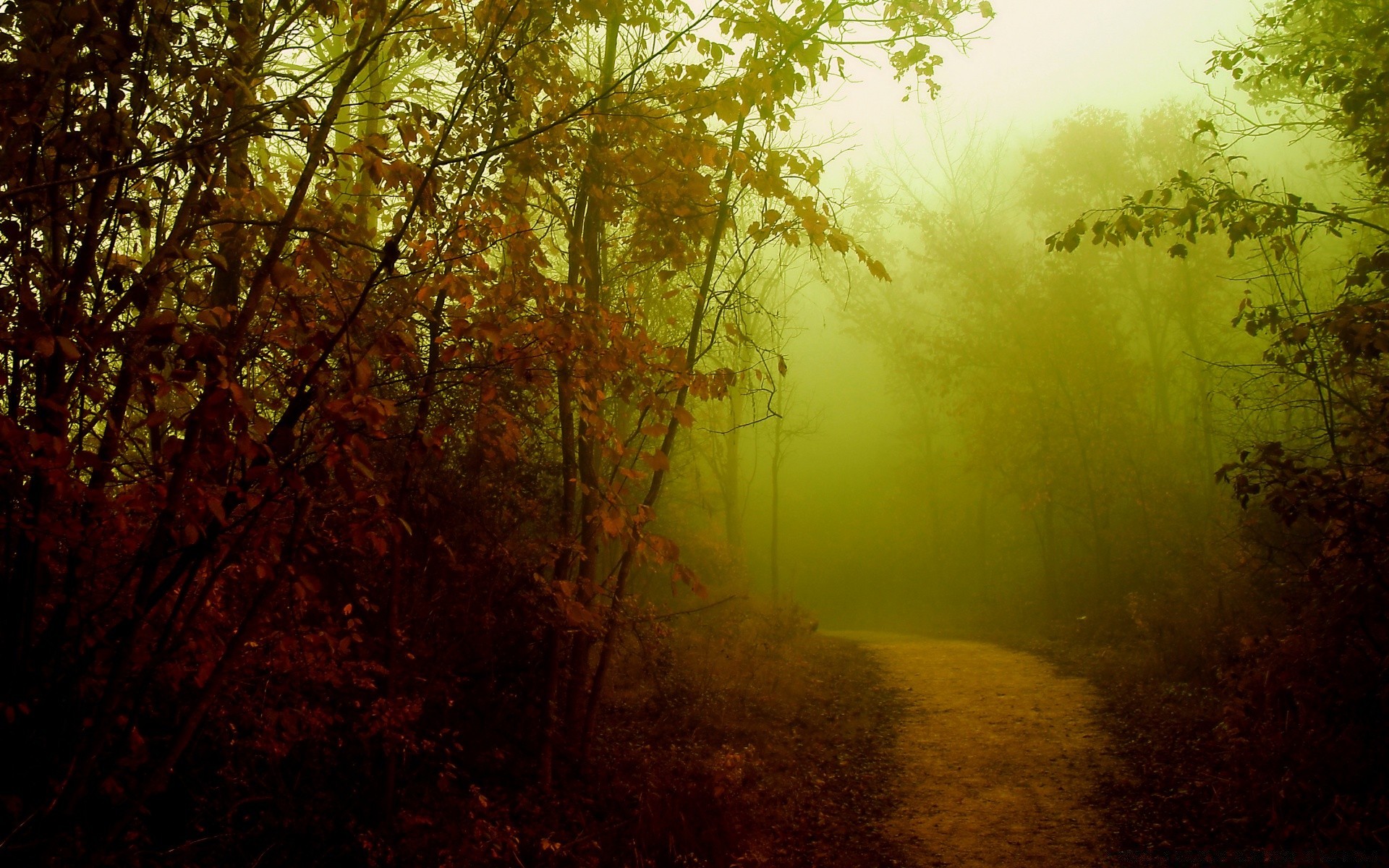 autumn fog mist tree wood fall leaf nature dawn landscape sun fair weather backlit light branch park color