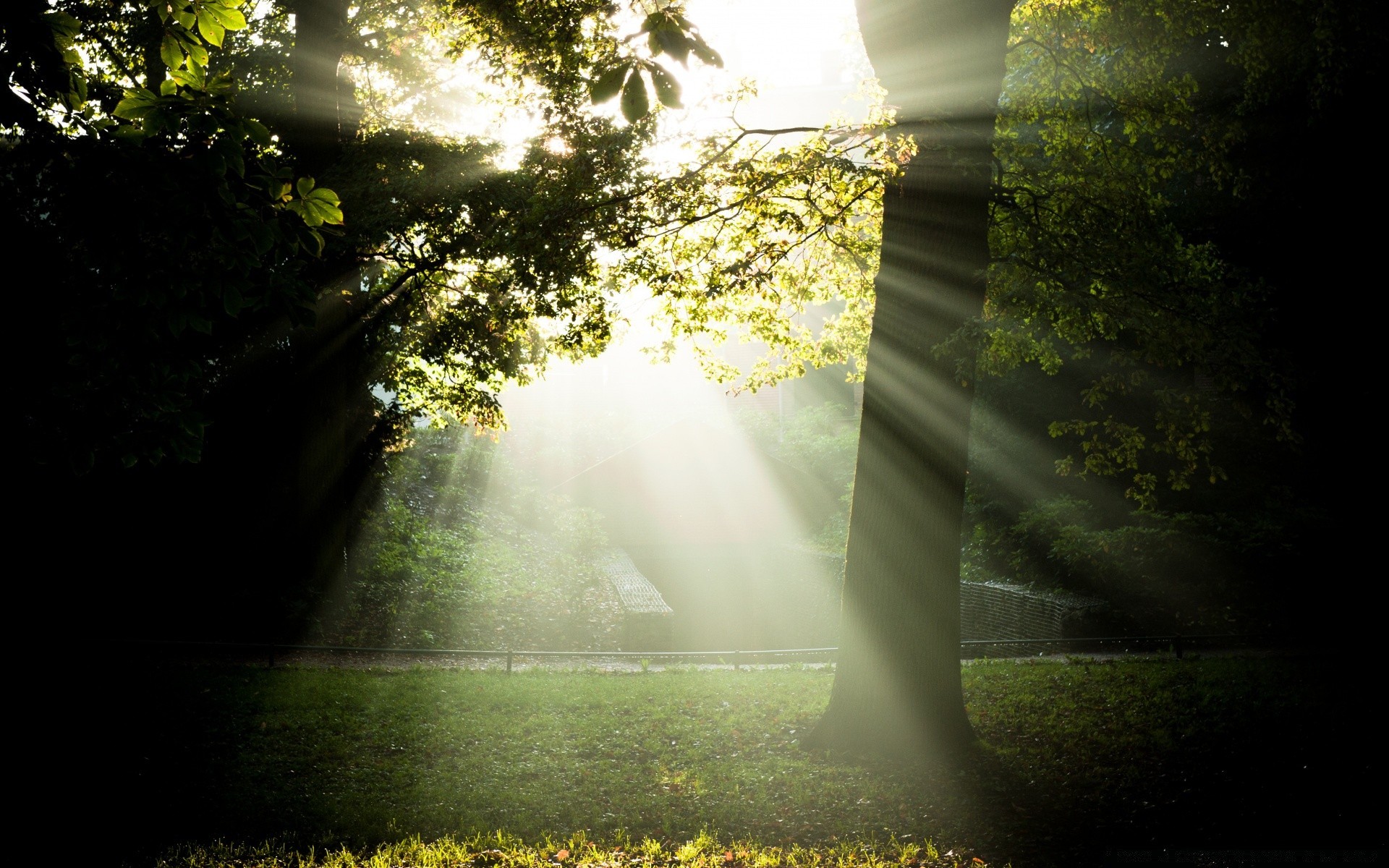 herbst natur nebel landschaft nebel holz licht blatt dämmerung herbst sonne park baum gutes wetter im freien straße führung gras sanbim