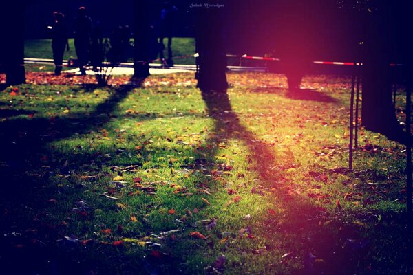 Evening autumn landscape of the city park