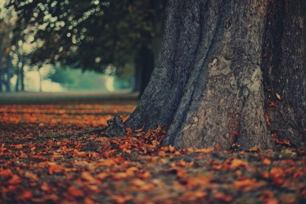 Autumn foliage near the tree trunk